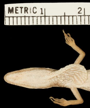 Media type: image;   Herpetology R-156205 Aspect: head ventral